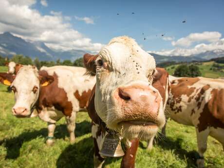 Ferme " Les Montagnards" - Exploitation agricole