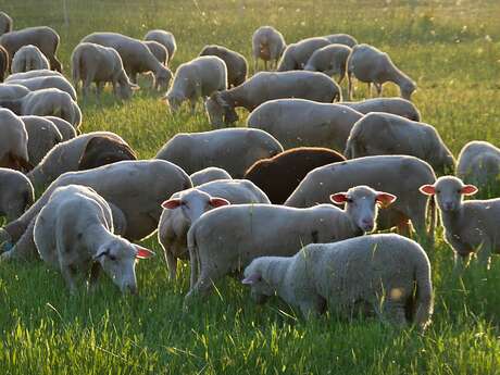 La Ferme des Feugasses