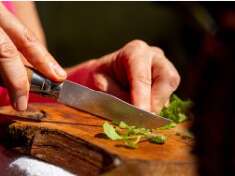 Journée de découverte des plantes sauvages et leurs nombreuses vertus au fil des saisons