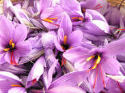 Safran de Forcalquier