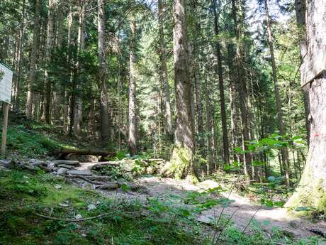 Sentier pédestre : le Sapin Président - depuis le Besseray