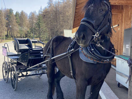 Balade en calèche - Les ânes de Milou