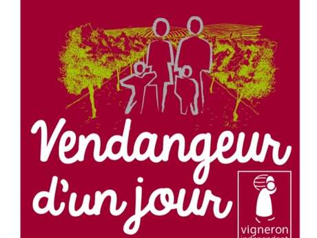 Vendangeur d'un jour au Domaine Dames de Lune