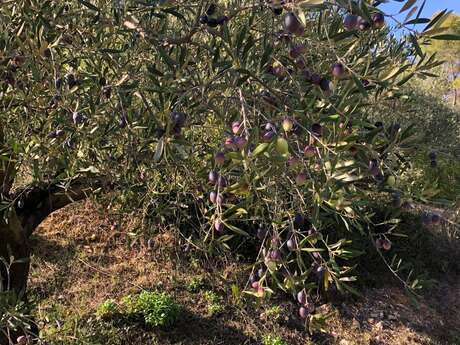 Oliveraie La Colline