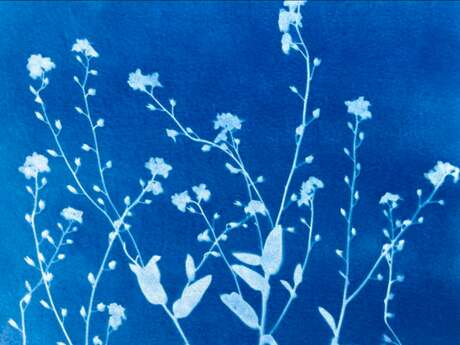 Atelier Cyanotypes
