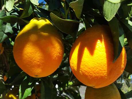 Degustazione annuale di vino arancione al Cercle du Littoral