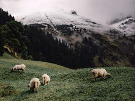 Table Ronde - La cohabitation avec les loups - Festival du Film Nature