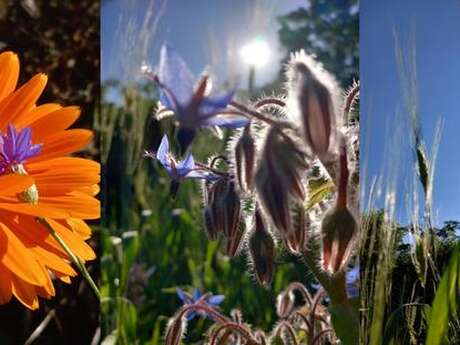 Rendez-vous aux Jardins