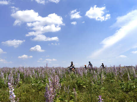 Site VTT FFC - Provence Verdon - Circuit 37 - Bleu - Valensole