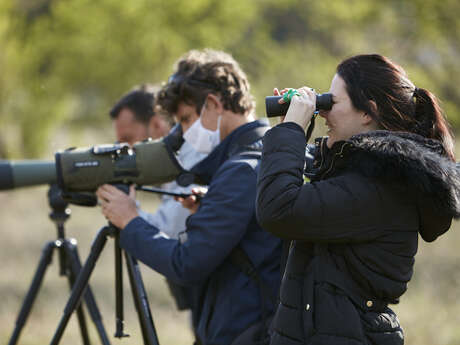 Observation des Oiseaux des Alpes au Col Bas