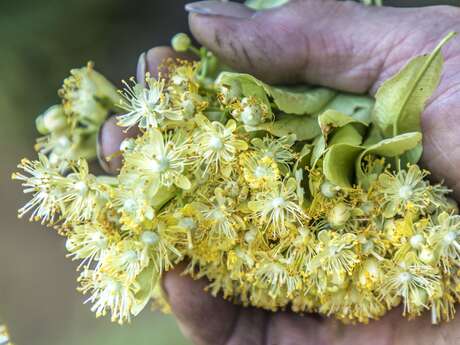 Fête du Tilleul – 4e édition