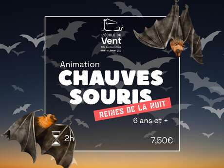Chauve-souris, reines de la nuit