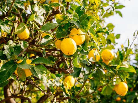 Producteur Citron de Menton IGP - Patrice Mazzafera