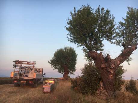 Les abeilles de Lucie