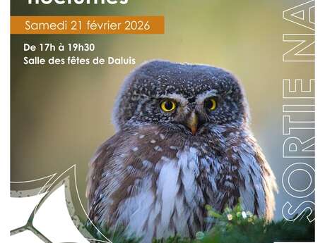 Les rapaces nocturnes