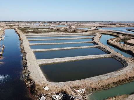 Huîtres de la Ferme des Baleines