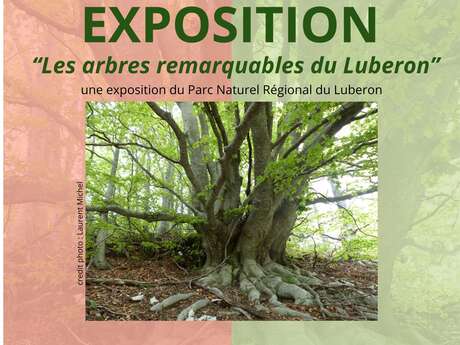 Les arbres remarquables du Luberon
