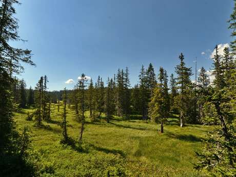 Visite de l'exposition Détails du vivant au Lachat