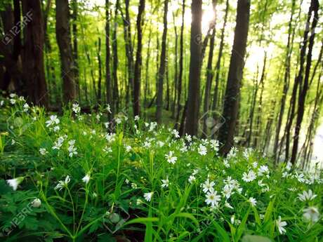 Sortie botanique en forêt de St Germain