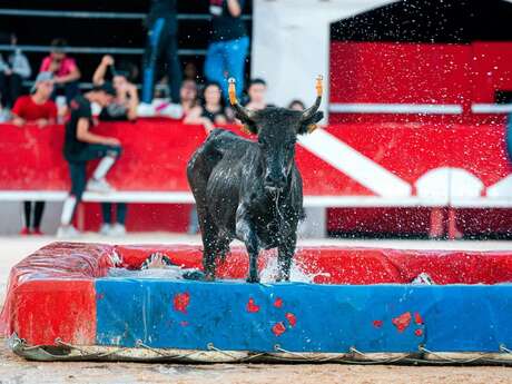 Toro piscine