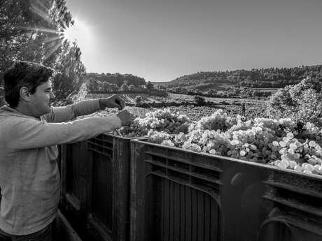 Domaine Roche-Audran