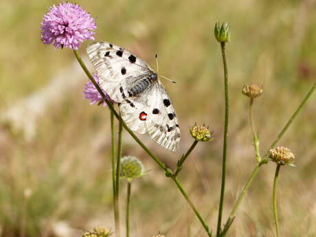 Conférence "Les papillons de jour" par la Société naturaliste du pays d'Apts