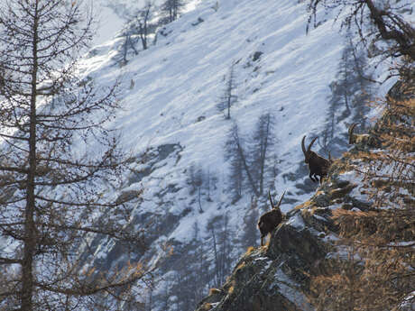Suivi des bouquetins - Comptage annuel ouvert au public