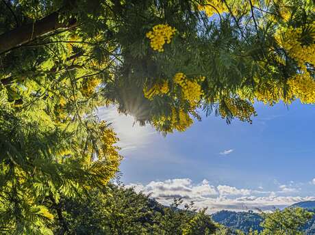 Balade au cœur des Mimosa - Tanneron