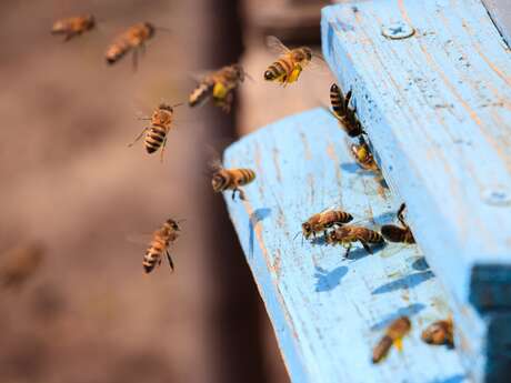 Atelier créatif et exploration du monde de l'apiculture par L'Abeille de Ré