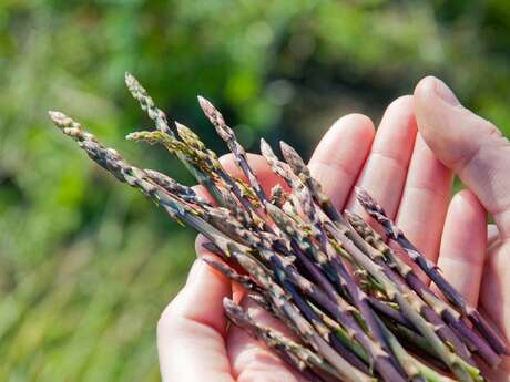 Randonnée Plantes comestibles et médicinales