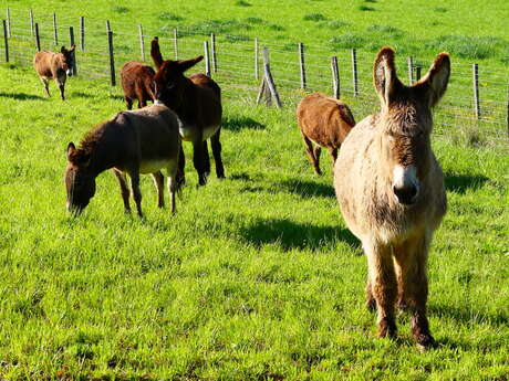 Em'ane donkey farm