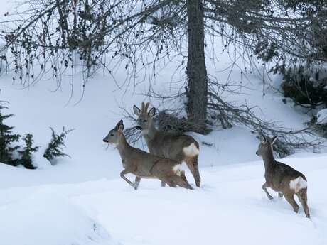 Observer la nature en hiver