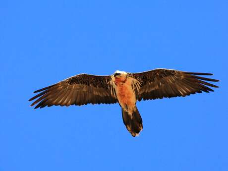 Rdv avec un garde-moniteur : le gypaète barbu du Valgaudemar (copy)
