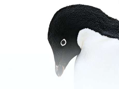 Exposition : Margot Sib " L'appel des pôles "