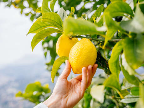 Joël Vonner - Producer of IGP Menton Lemon