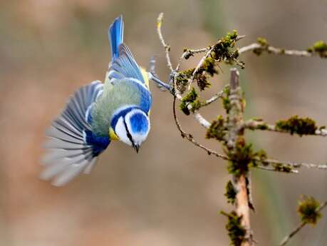 Randonnée découverte des oiseaux et construction de nichoirs