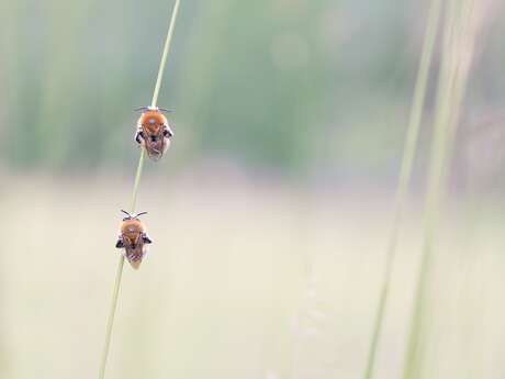 Les abeilles sauvages