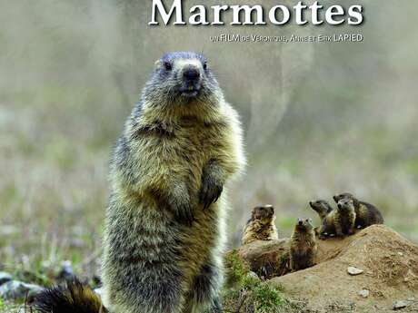 "Le clan des marmottes"