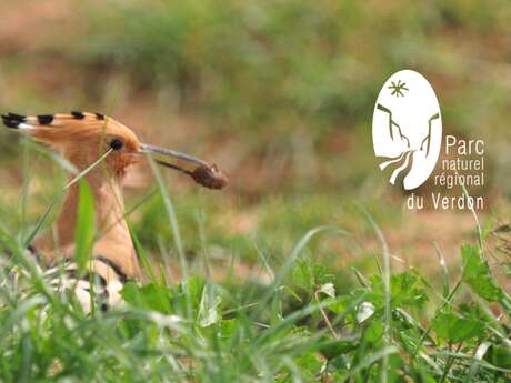 Les oiseaux nicheurs
