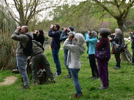 Balade ornithologique : focus sur les migrations
