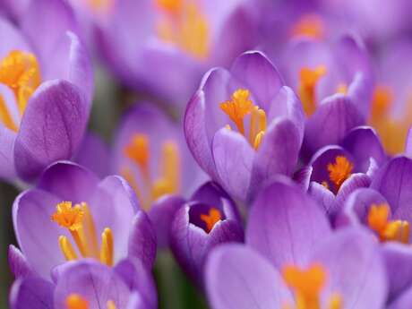 Foire aux fleurs et vide grenier