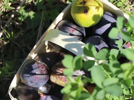 Apéro vigneron "Mi-figue, mi-raisin"