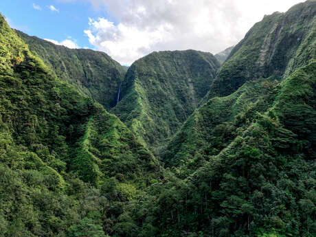 AOA Polynesian Forests