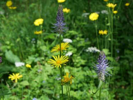 Balade botanique dans les Gorges du Pas de Cère