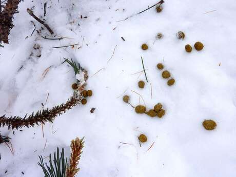 RDV avec un garde-moniteur : traces et indices de la faune en hiver