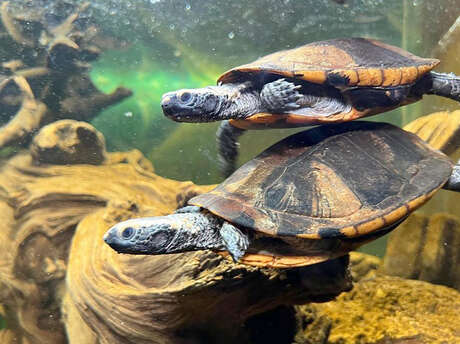 Le Village des Tortues