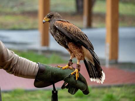 JEP : fauconnerie, démonstration de chasse au vol