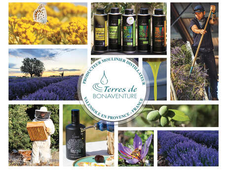 Visite guidée de la distillation thym-immortelle-lavandin et lavande