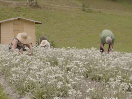 Belle Luce Cosmetiques