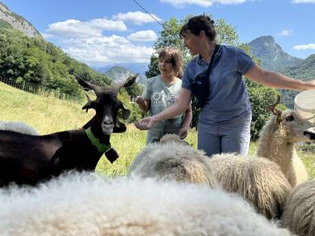 Petit voyage jacquemard et immersion au coeur d'un troupeau
